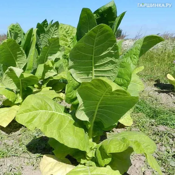 Табак Бамбук курительный, Семена Гавриш