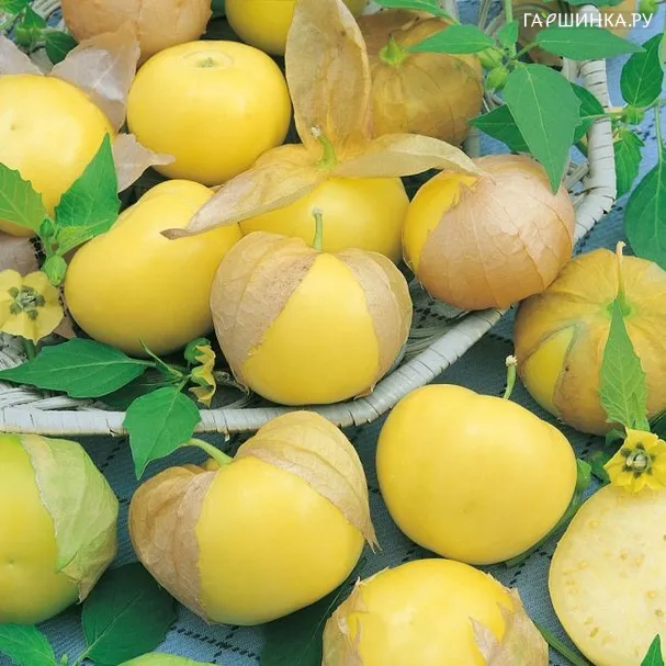 Физалис Королек