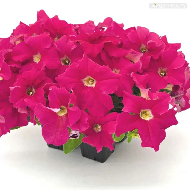 Петуния SUCCESS Deep Pink 15др.
