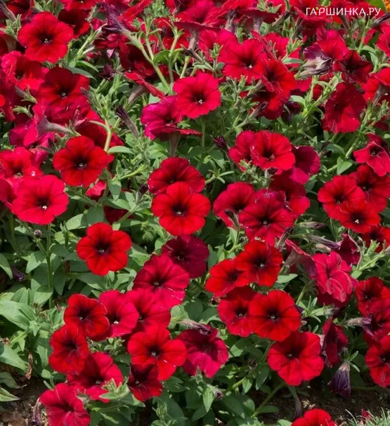 Петуния Тайфун F1 Ред Велюр каскад