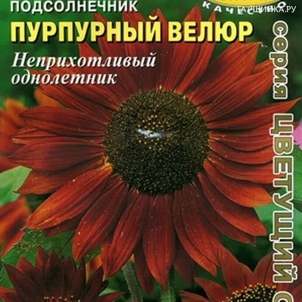 Подсолнечник Пурпурный велюр