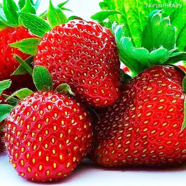 Клубника Зефир 10шт, семена