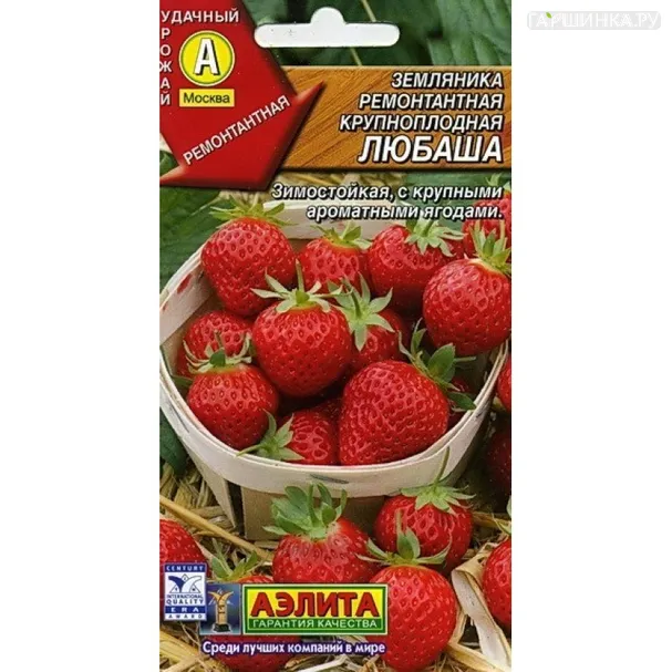 Земляника Любаша ремонтантная