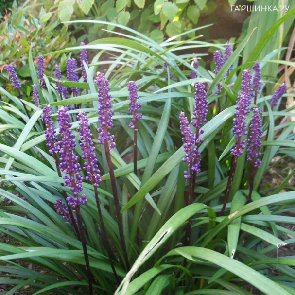 Лириопе мускари Ингверсен