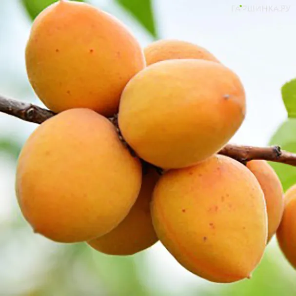 Абрикос Ульянихинский