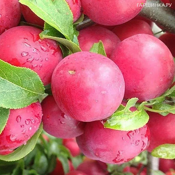 Алыча Сеянец Ламы