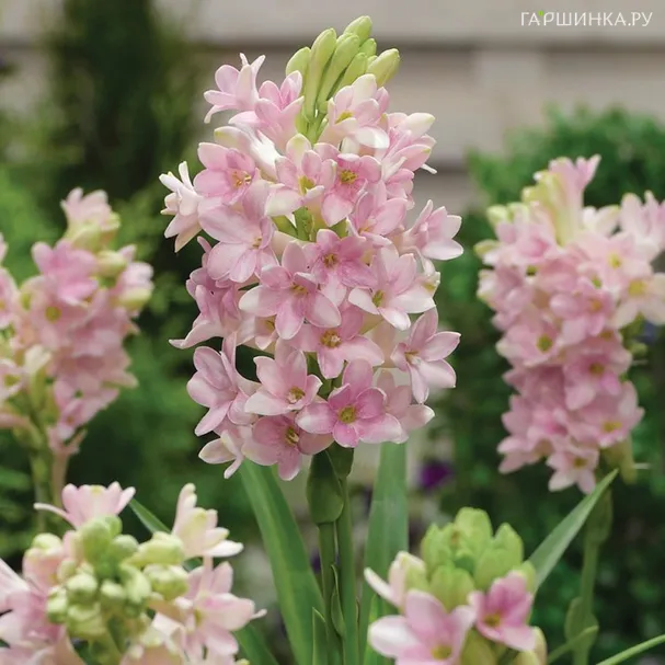 Полиантес Тубероза Сенсейшн