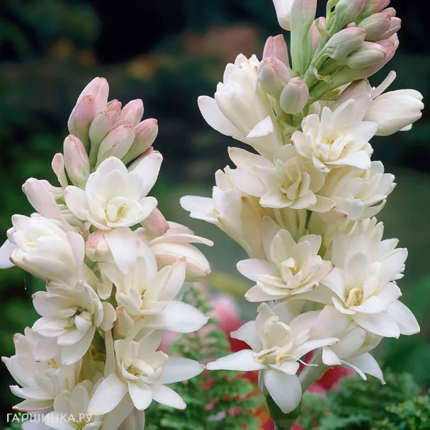 Полиантес Тубероза Перл 3 шт
