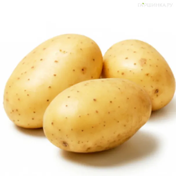 Картофель Мадейра 2кг