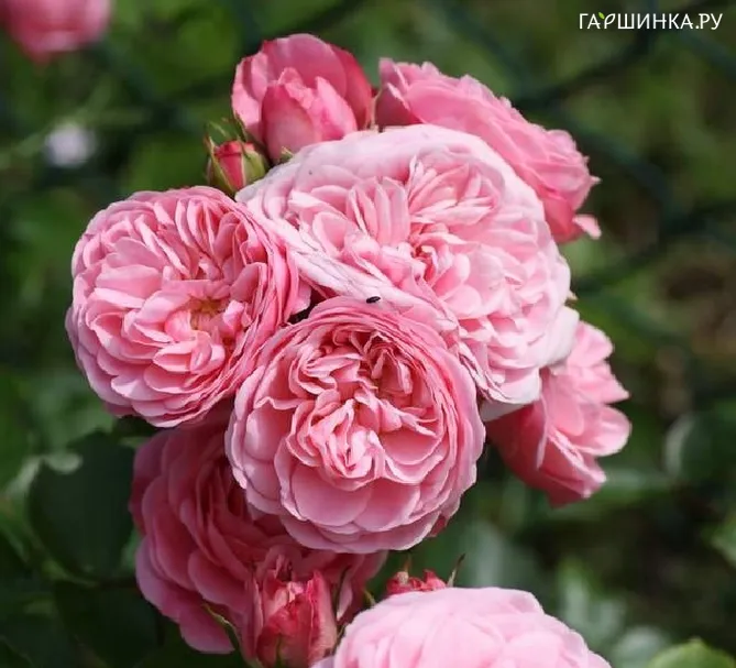 Роза Денс флорибунда, Imperial Rose