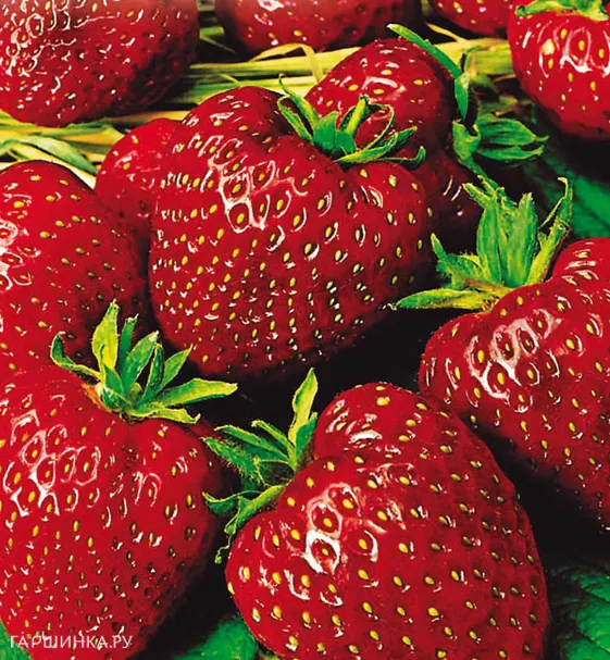 Земляника Московский деликатес 10шт