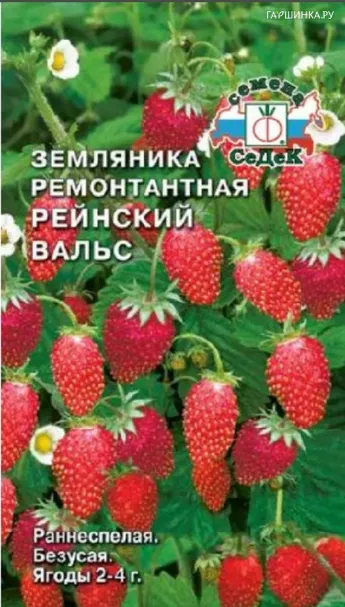 Земляника Рейнский Вальс ремонтантная