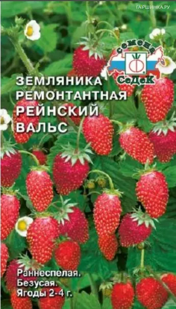 Земляника Рейнский Вальс ремонтантная