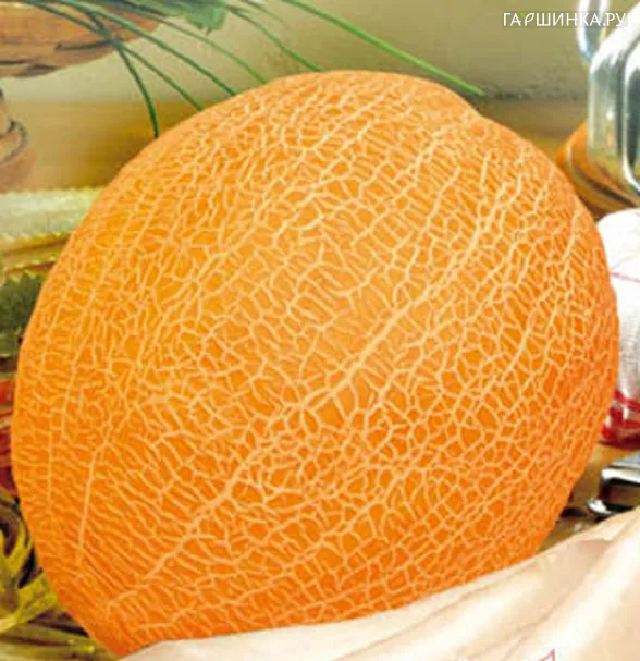 Дыня Казачка 244 15шт