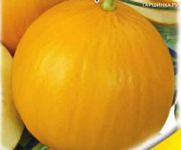 Дыня Колхозница 15шт