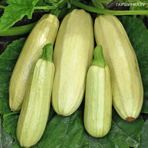 Кабачок Якорь 12шт