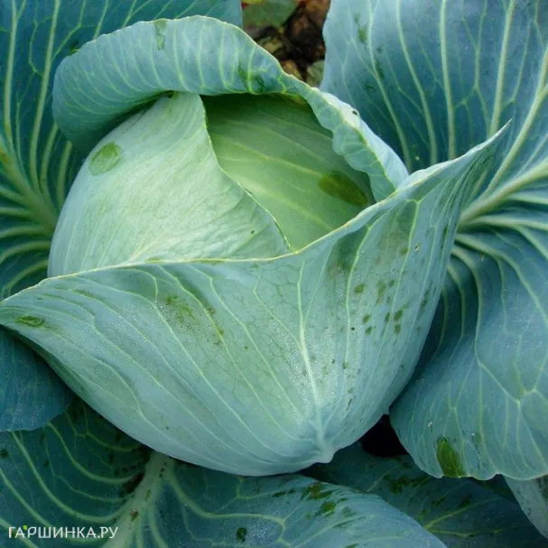 Капуста Экстра белокочанная 0,2г