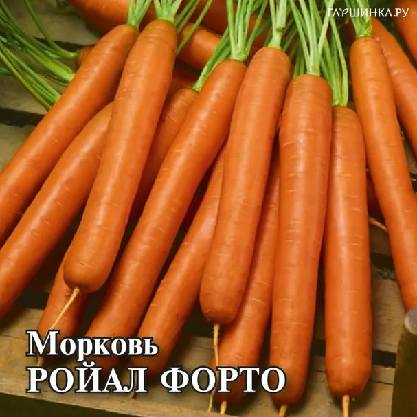 Морковь Ройал Форто