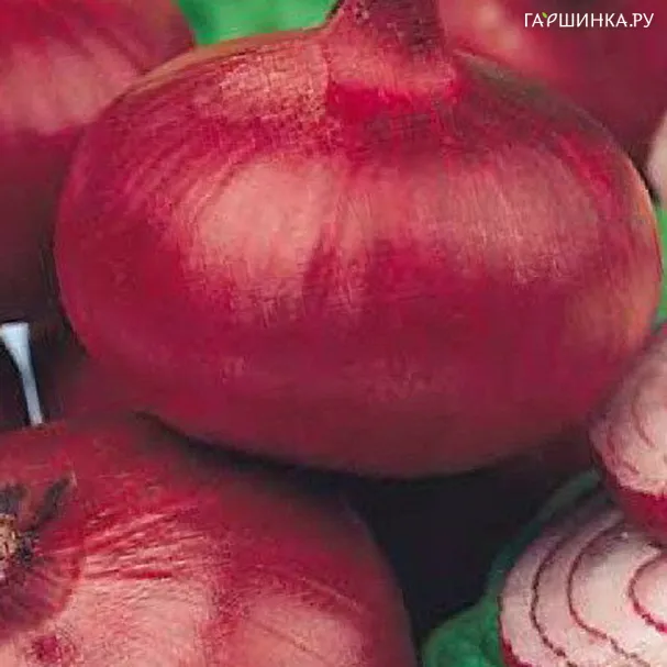 Лук репчатый Ретро 1г