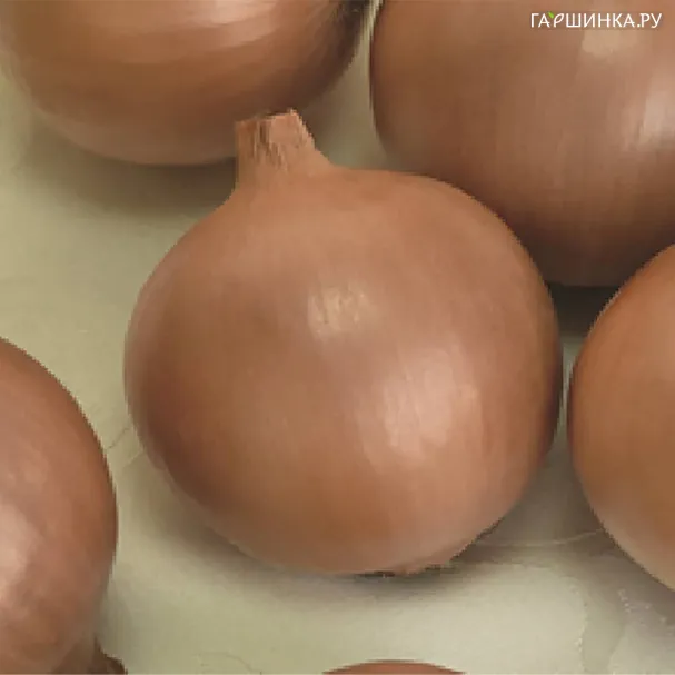 Лук репчатый Талисман 0,5г