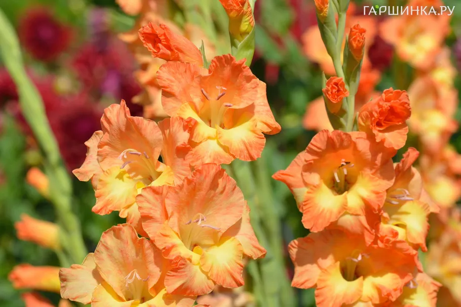 Гладиолус Олимпик Флейм 5 шт.