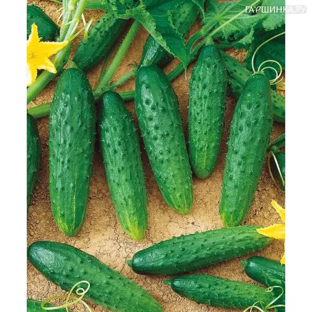 Огурец Портос 12шт