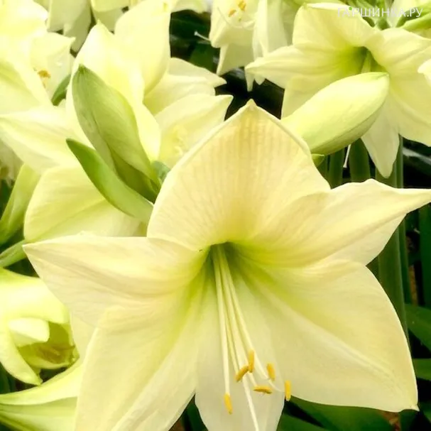 Гиппеаструм Лемон Стар