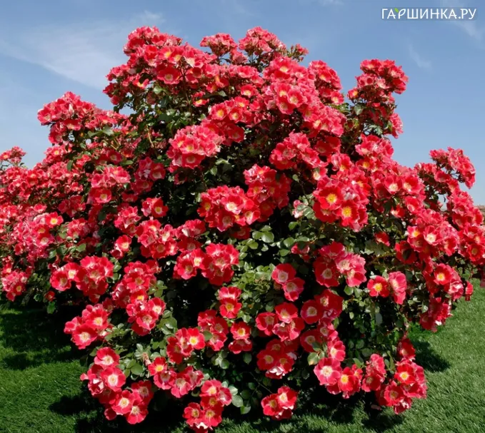 Роза Чимо (лиц)