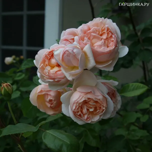 Роза Эвелин, Д.Остин кустарниковая (лиц)