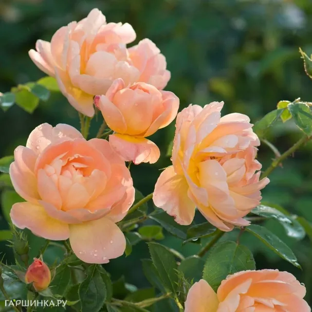 Роза Зе Ларк Эскендинг, Д.Остин кустарниковая (лиц)