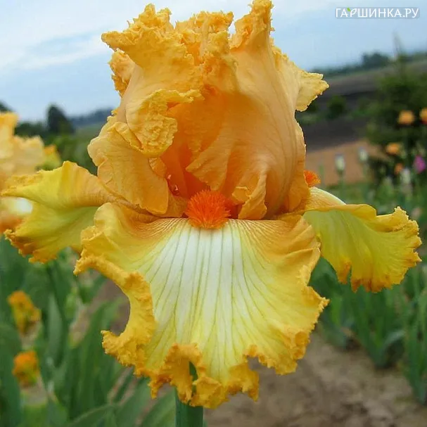 Ирис Фолл Фэшн