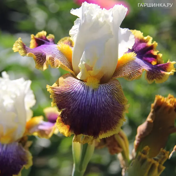 Ирис Пачвок Пазл