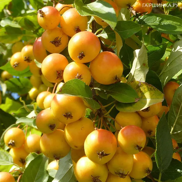 Яблоня Золотая китайка