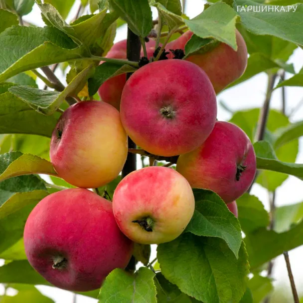 Яблоня Серебряное копытце