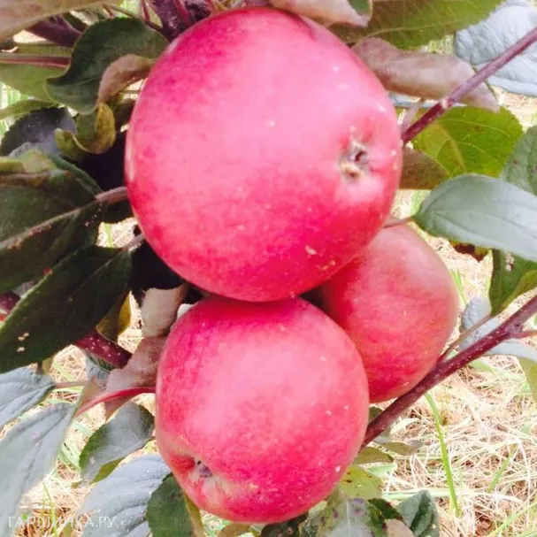 Яблоня Медуница зимняя