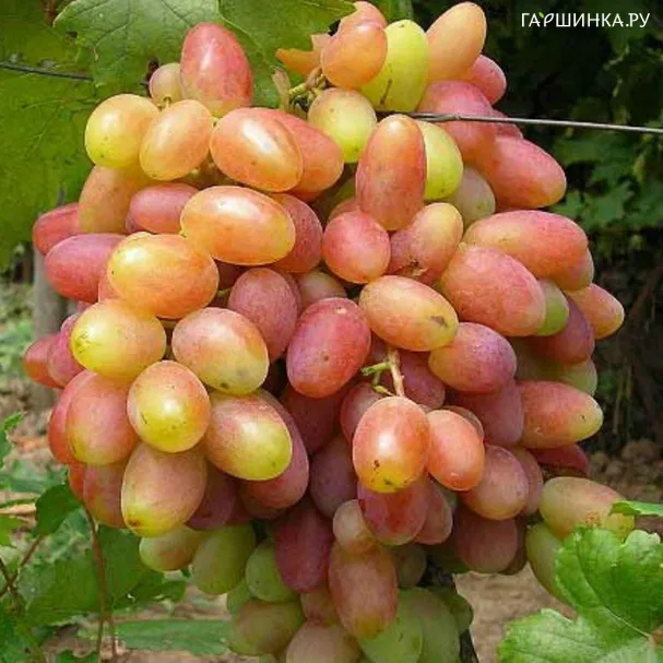 Виноград Юбилей Новочеркасска зимостойкий