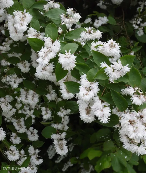 Дейция шершавая Мона Лиза