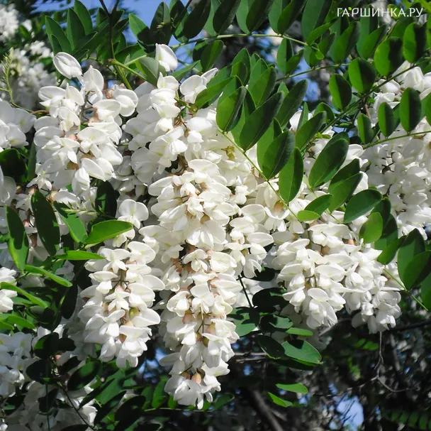 Акация белая