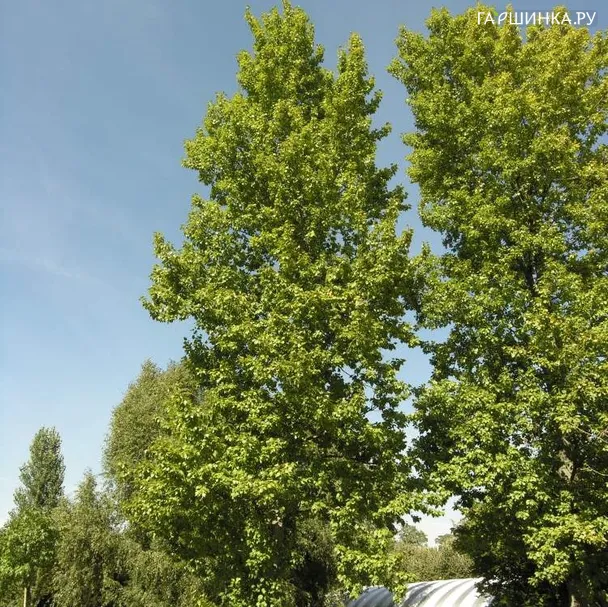 Тополь Берлинский