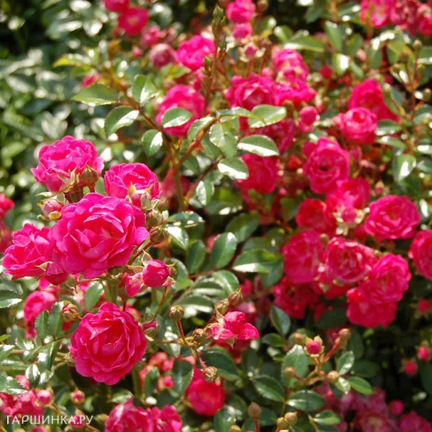 Роза Лавли Фейри Тантау (лиц)