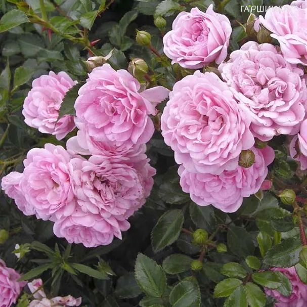 Роза Фейри Тантау (лиц)