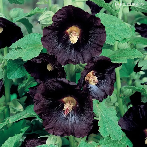 Шток-роза Нигра