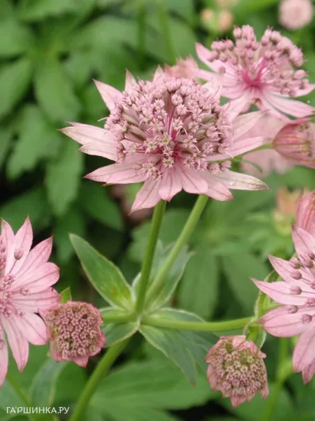 Астранция Пинк Прайд крупная
