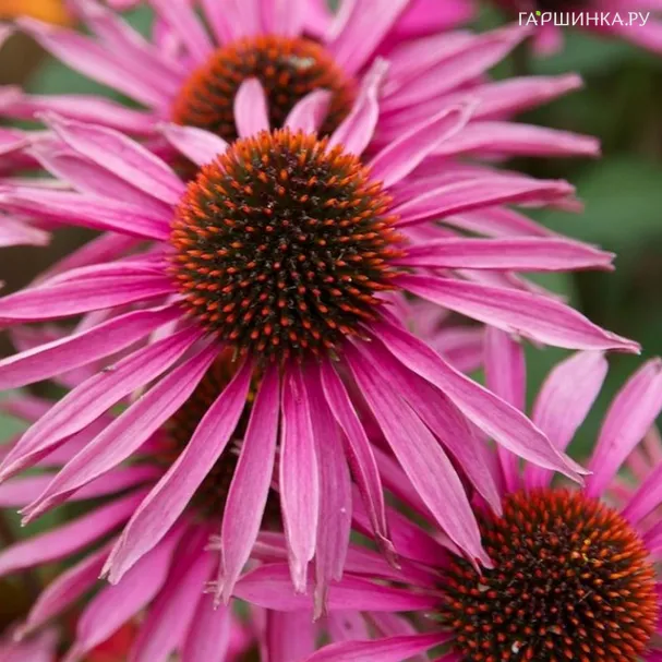 Эхинацея пурпурная