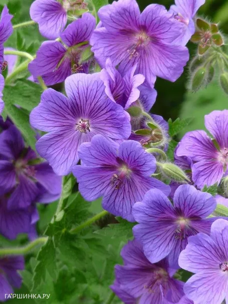 Герань садовая Кашмир Пурпл