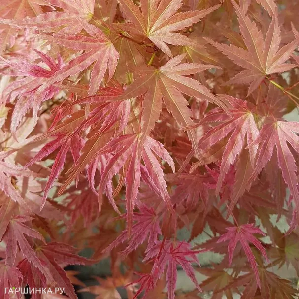 Клен Баттер Скотч