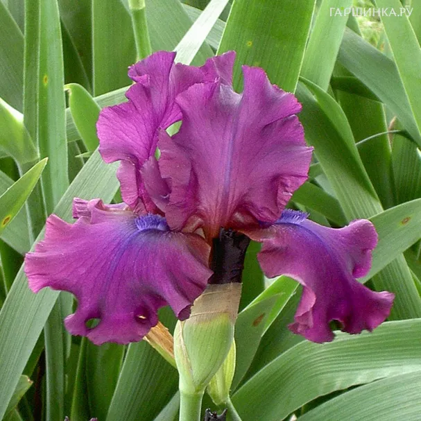 Ирис бородатый Салтри Муд