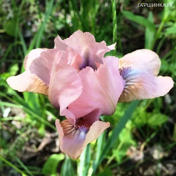 Ирис карликовый Волтс