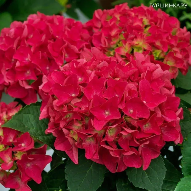 Гортензия Брайт Ред крупнолистная (макрофила)