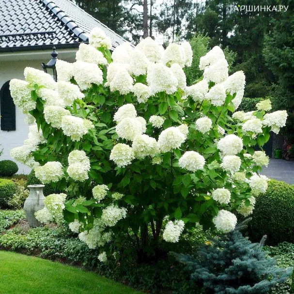 Гортензия Полар Бир (Полярный медведь) метельчатая